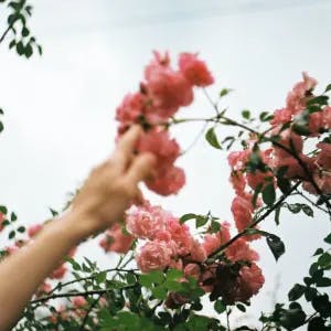 A film photograph of flowers
